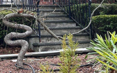 Sermon, What Grows Here?